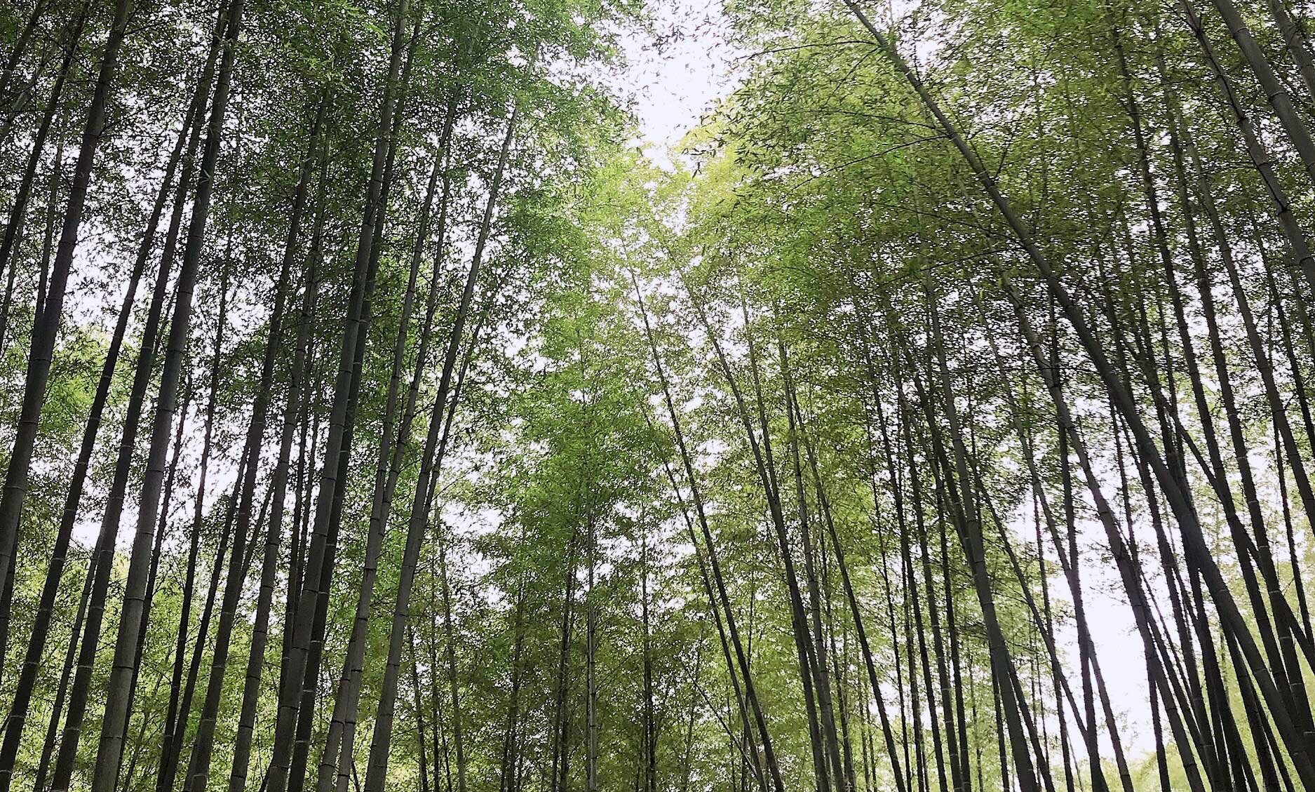 苏易网络图片
